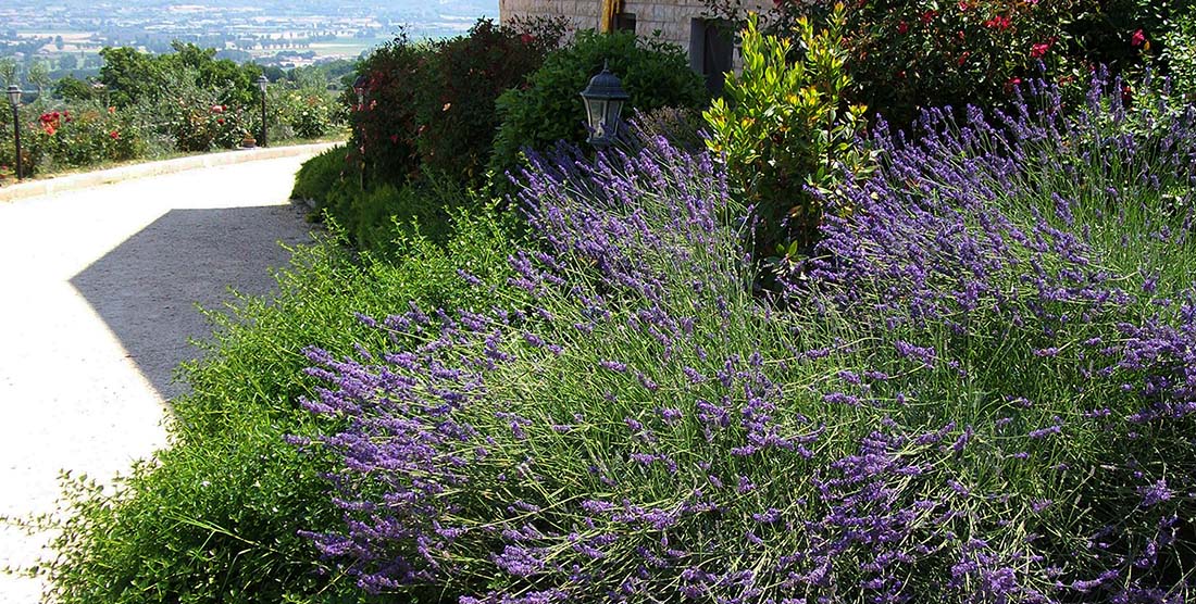 Foto La Collina del Sagrantino Foto La Collina del Sagrantino